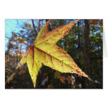 Glowing Sweetgum Leaf in the Forest