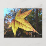 Glowing Sweetgum Leaf in the Forest Postcard