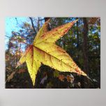 Glowing Sweetgum Leaf in the Forest Poster