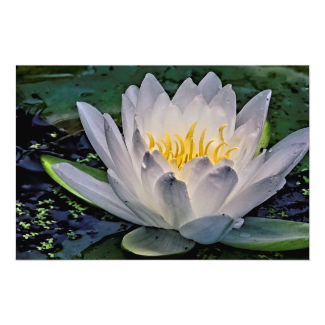Glowing White Lotus flower Photo Print (Front)