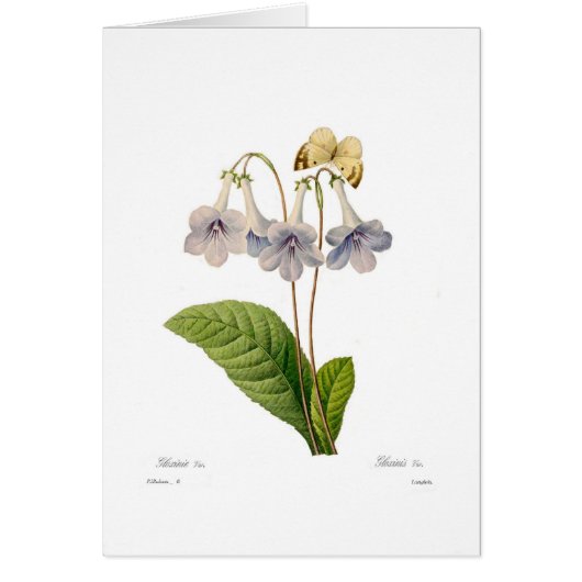 Gloxinia Cards (Front)