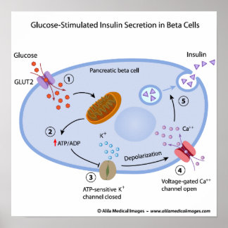 Glucose induces insulin secretion in beta cells poster