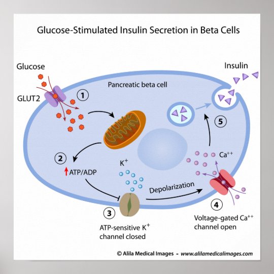 Glucose induces insulin secretion in beta cells poster | Zazzle.com