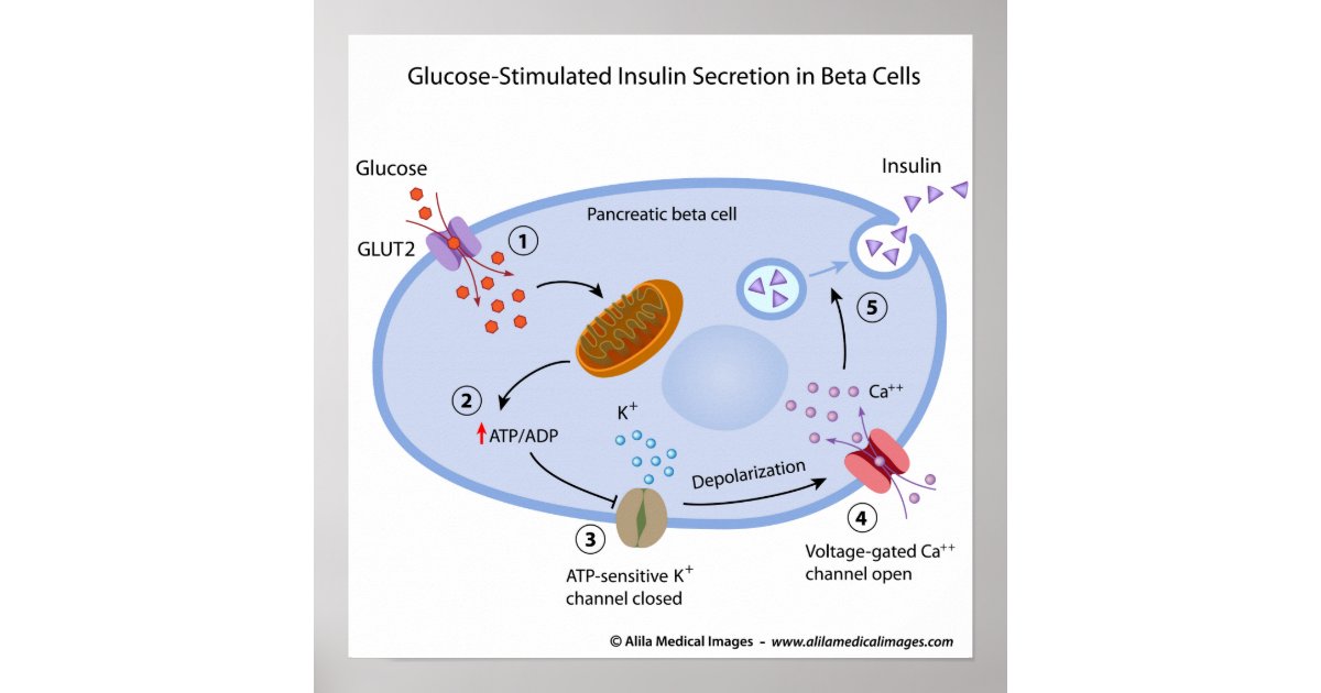 beta cells insulin