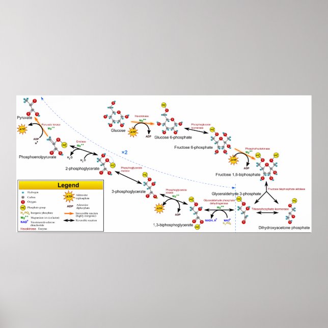 Glycolysis Metabolic Pathway Overview Diagram Poster (Front)