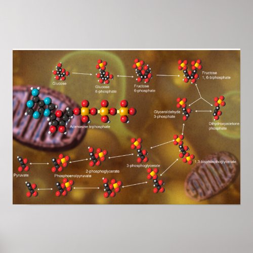 Glycolysis poster