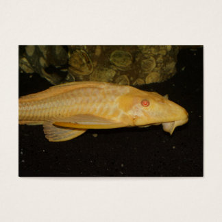 Glyptoperichthys gibbiceps