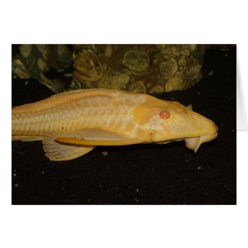 Glyptoperichthys gibbiceps