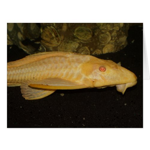 Glyptoperichthys gibbiceps