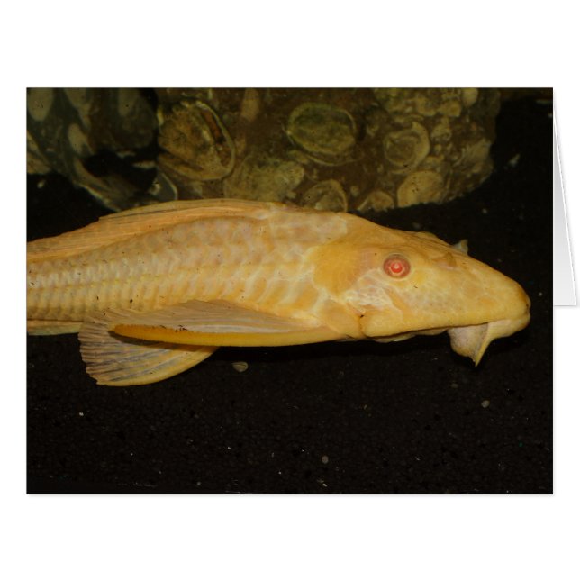 Glyptoperichthys gibbiceps (Front Horizontal)