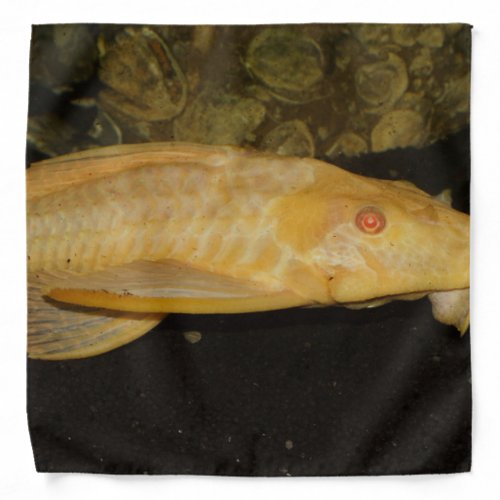 Glyptoperichthys gibbiceps bandana