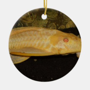 Glyptoperichthys gibbiceps ceramic ornament