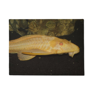 Glyptoperichthys gibbiceps doormat