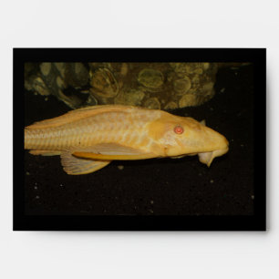 Glyptoperichthys gibbiceps envelope