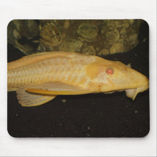 Glyptoperichthys gibbiceps mouse pad
