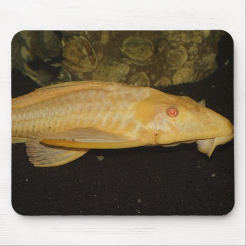 Glyptoperichthys gibbiceps mouse pad