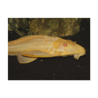 Glyptoperichthys gibbiceps postcard