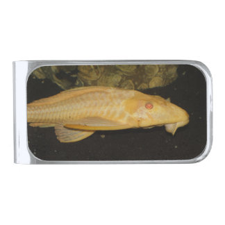 Glyptoperichthys gibbiceps silver finish money clip