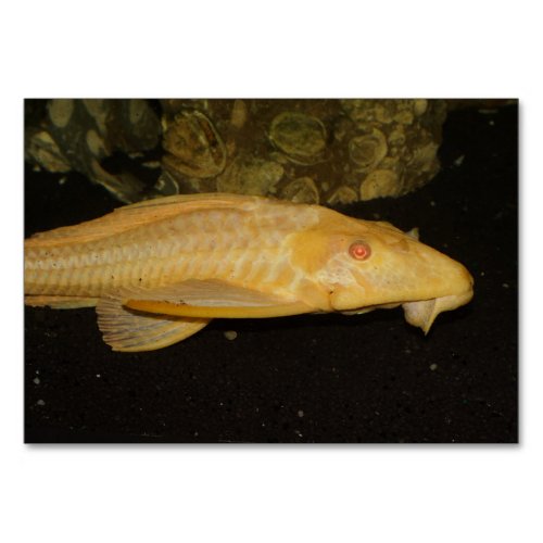 Glyptoperichthys gibbiceps table number