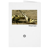 G'Morning Starshine Cards (Back)