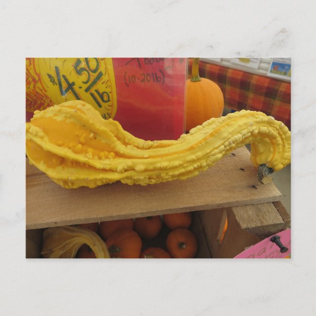 Gnarled Gourd Postcard (Front)
