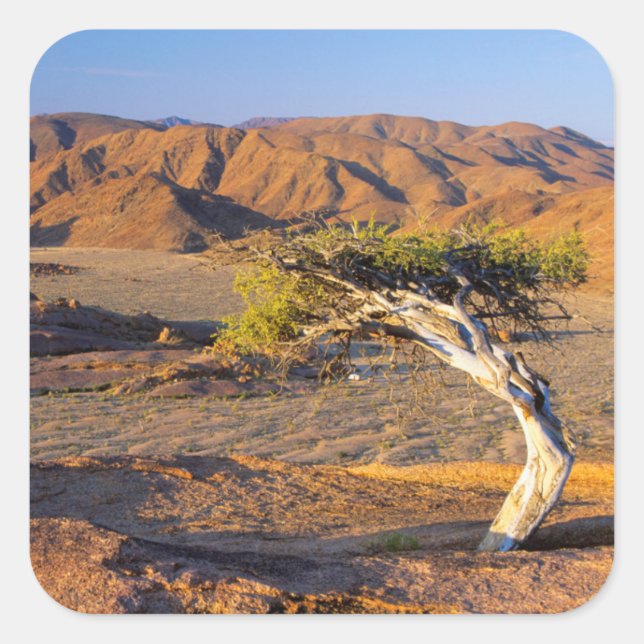 Gnarled Tree And Desert Lands, Richtersveld Square Sticker (Front)