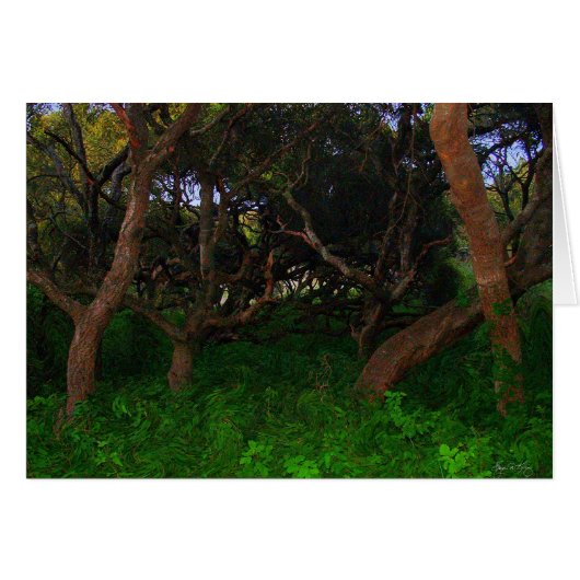 Gnarled Trees Cards (Front Horizontal)