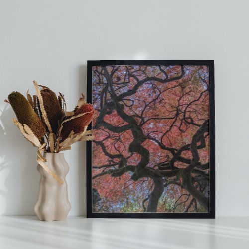 Gnarly Japanese Maple Branches Poster