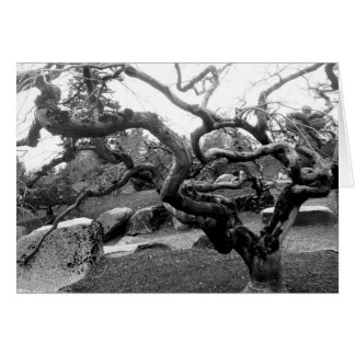 Gnarly Maple 5x7 Card