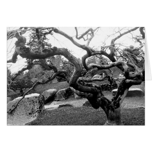 Gnarly Maple 5x7 Card (Front Horizontal)