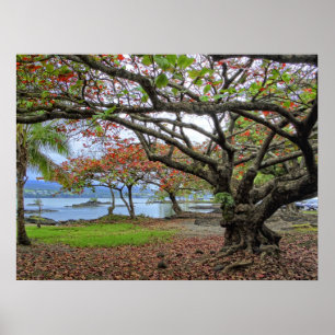 GNARLY TREES of SOUTH HILO BAY - HAWAII Poster