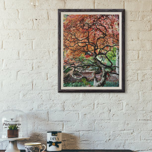 Gnarly Twisted Autumn Japanese Maple Tree Poster