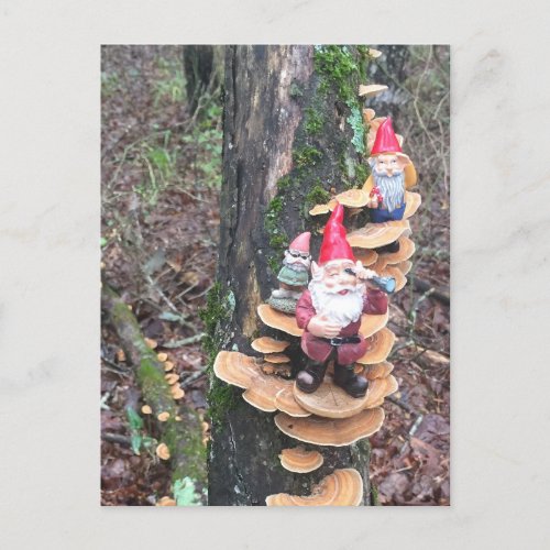 Gnomes and the turkey tail mushrooms postcard