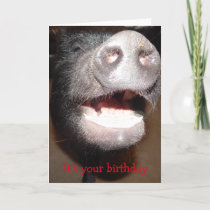 Go ahead and squeal, Pig Birthday card