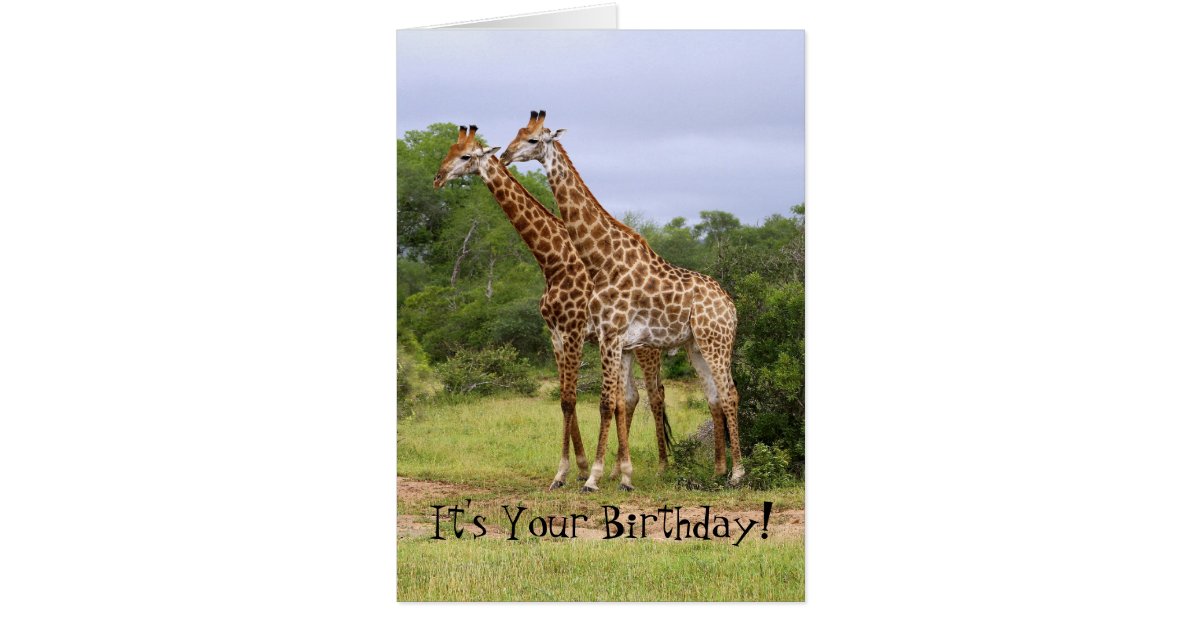 Go Wild Happy Birthday Giraffes Card