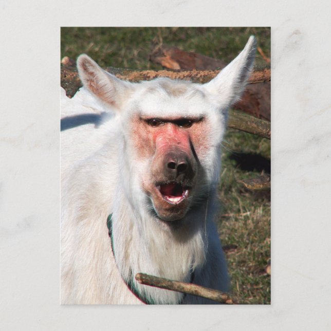 Goaboon Postcard (Front)