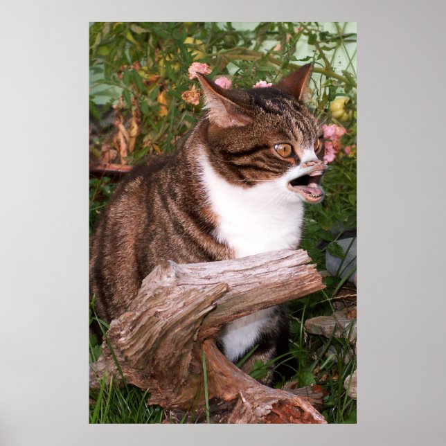 Goacat poster (Front)