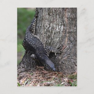 GOANNA EUNGELLA NATIONAL PARK QUEENSLAND AUSTRALIA POSTCARD