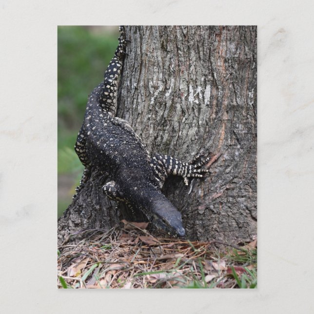GOANNA EUNGELLA NATIONAL PARL QUEENSLAND AUSTRALIA POSTCARD (Front)