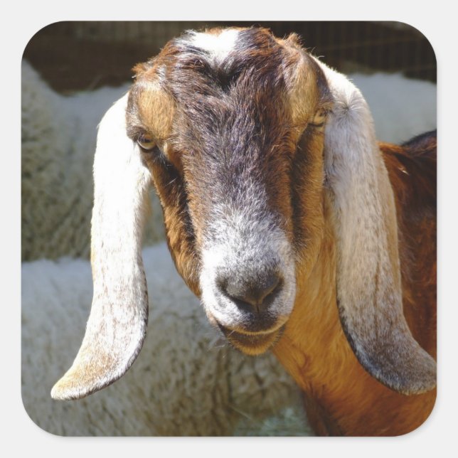 goat 2 sticker (Front)