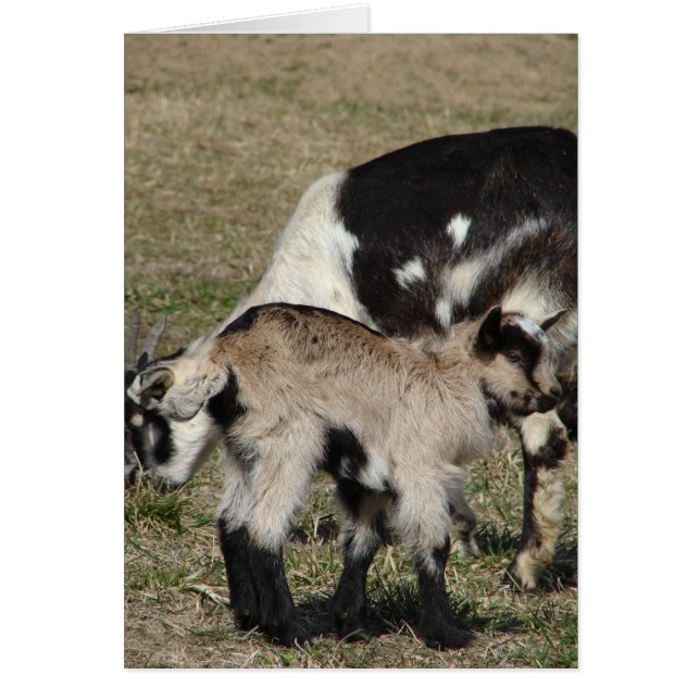 Goat and Goat Kid Cards (Front)
