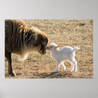 Goat and her Baby Print