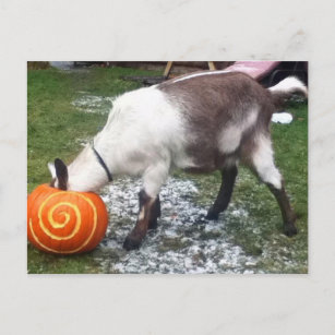 Goat and Pumpkin Postcard