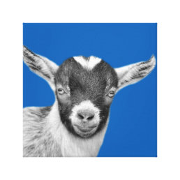 Goat animal farm peekaboo black and white canvas print