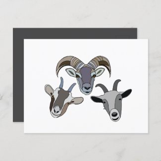 Goat Animal Funny Goat