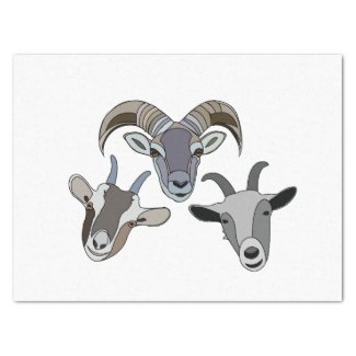 Goat Animal Funny Goat