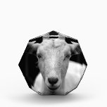 goat award<br><div class="desc">goat</div>