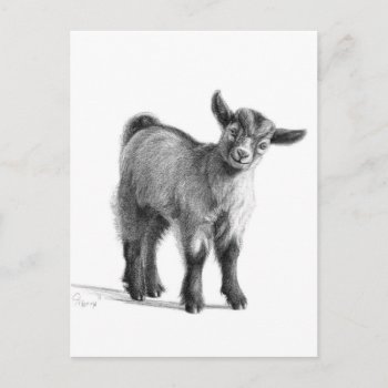 Goat Baby G097 Postcard by AnimalsBeauty at Zazzle