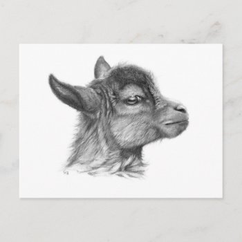 Goat Baby G099 Postcard by AnimalsBeauty at Zazzle
