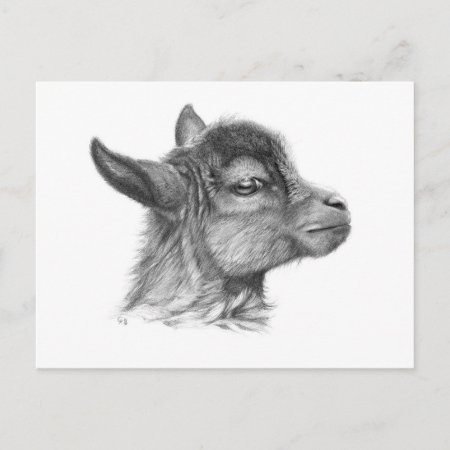 Goat Baby G099 Postcard